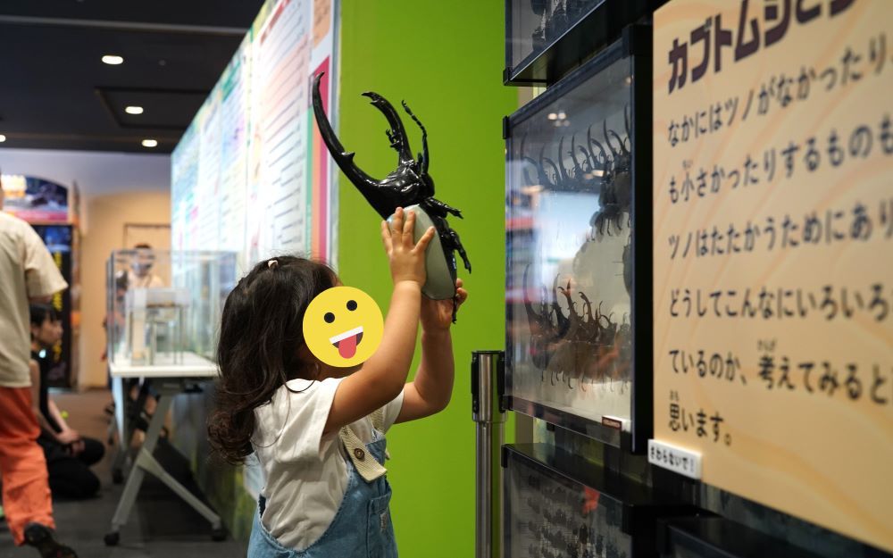 カブトムシの標本
