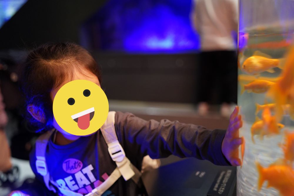 金魚エリアには小さい子がたくさんいました