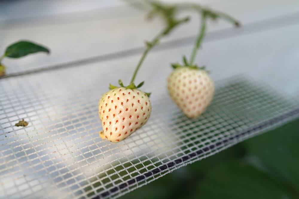すっきりとした味わいの白いちご