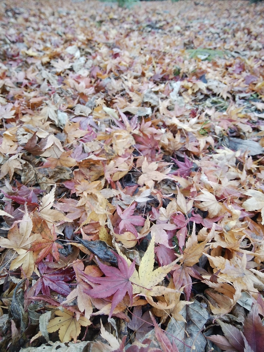 f:id:ojirouuu:20201225200148j:plain