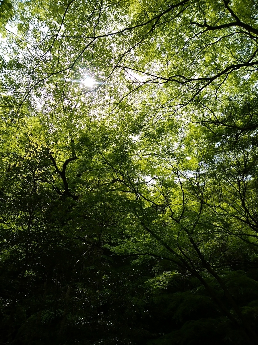 f:id:ojirouuu:20210424135041j:plain