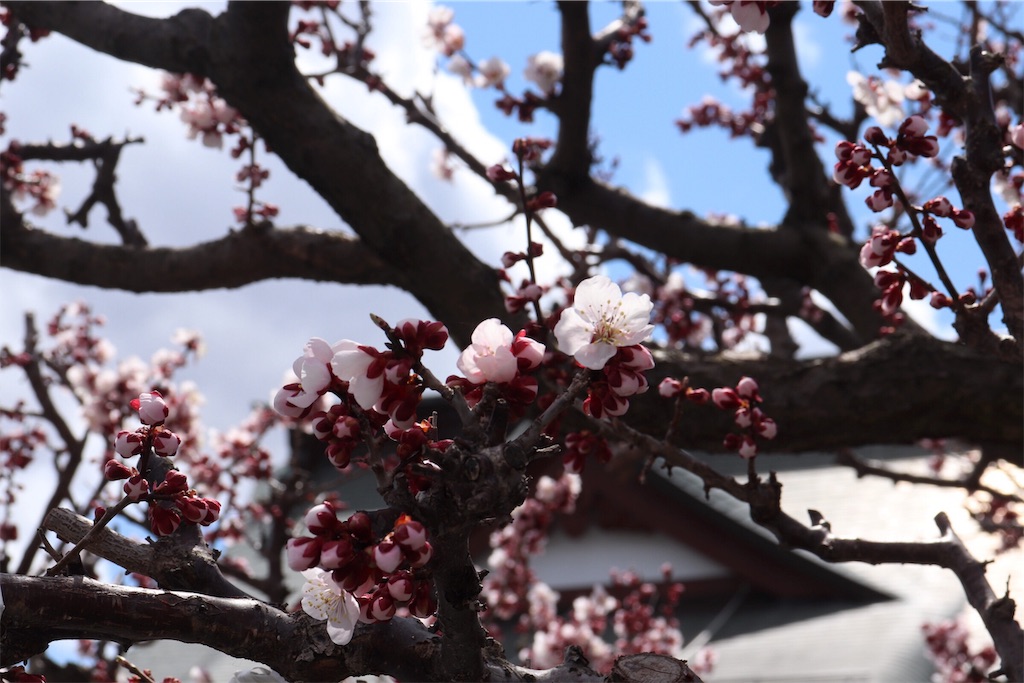 f:id:ojisans115:20190415185437j:image