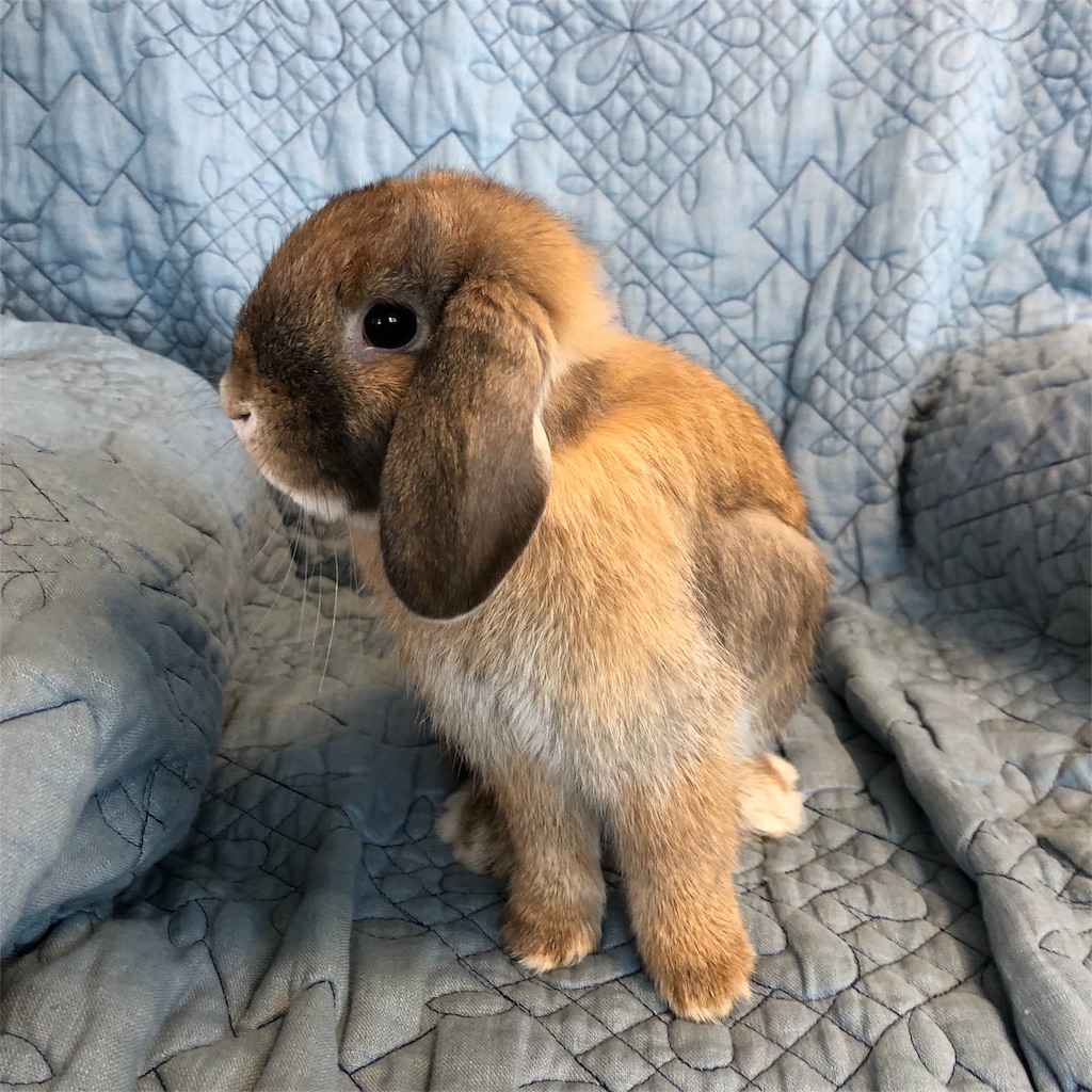 家族の紹介 ホーランドロップのうーたん アンゴラうさぎのブリーダーブログ Moja S Rabbitry 家族の紹介 ホーランドロップのうーたん アンゴラうさぎのブリーダーブログ Moja S Rabbitry