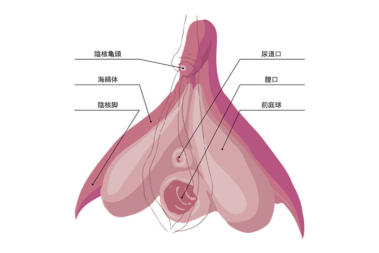 体の位置関係の説明に日誌が用いた女性の体の図