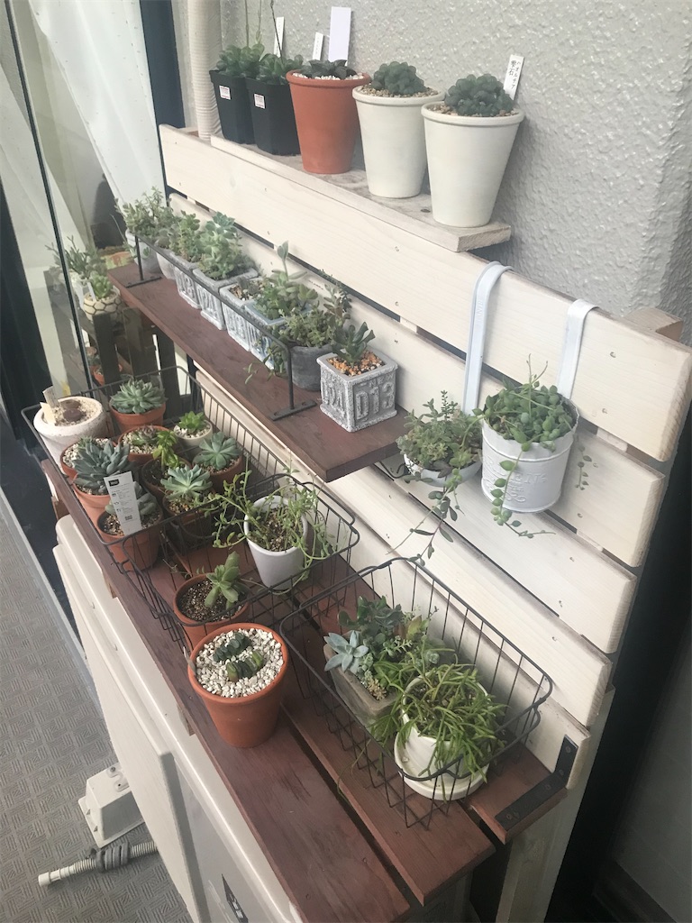 千と多肉のシンプルライフ