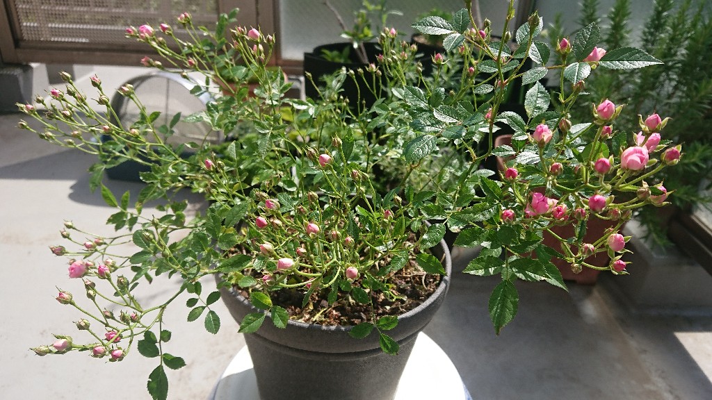 挿し木とは 動植物の人気 最新記事を集めました はてな 挿し木とは 動植物の人気 最新記事を集めました はてな