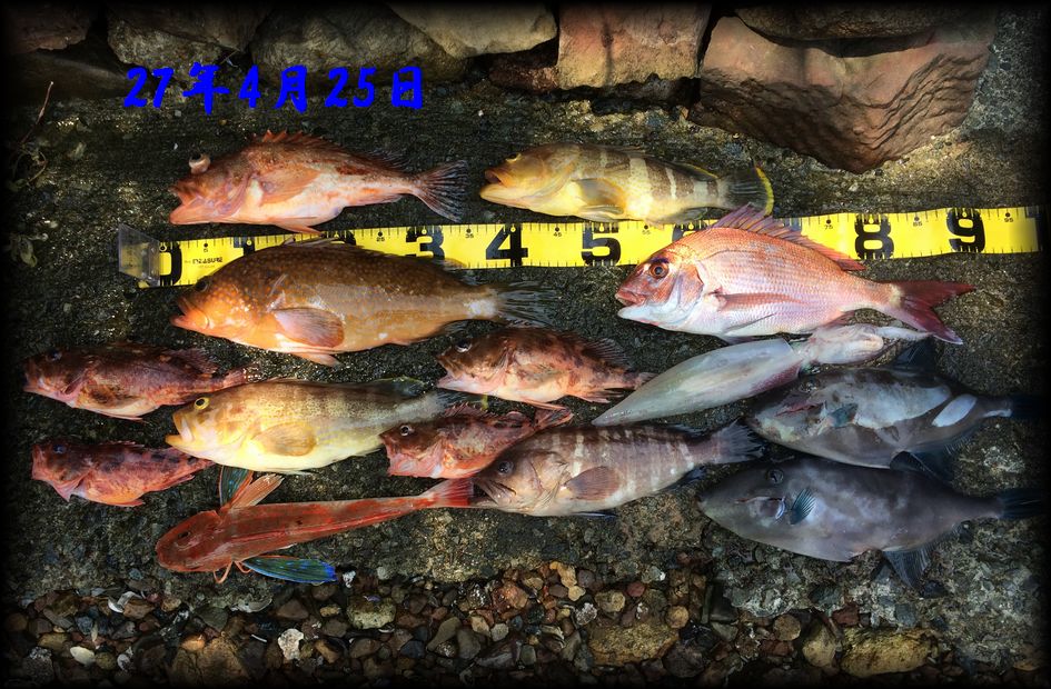 f:id:oka1man:20190322212247j:plain