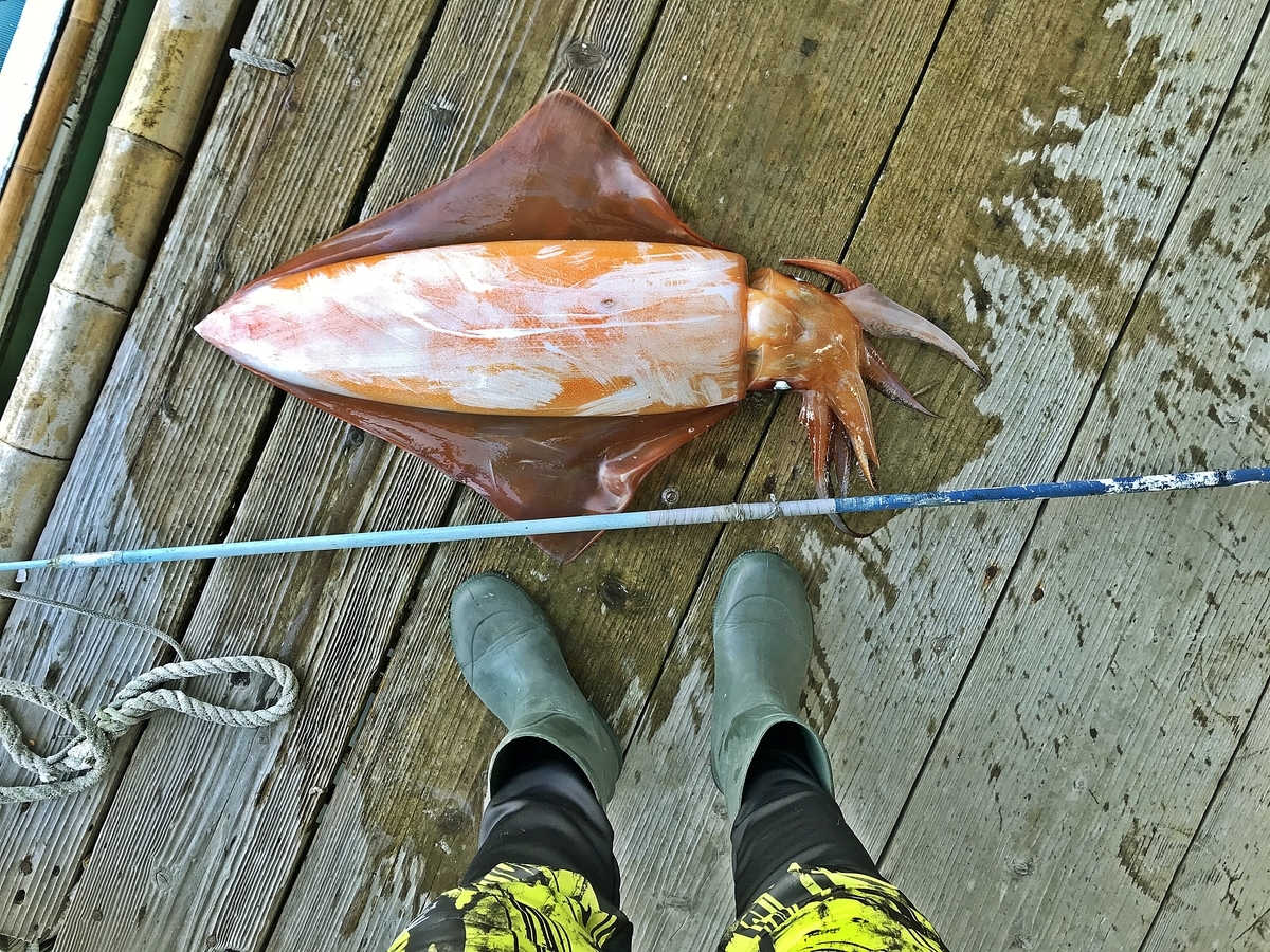 ソデイカ タルイカ 拾いとは あなたもお宝拾いをしてみませんか イカ拾イング 金属遊び研究会 Fisherman Ryo