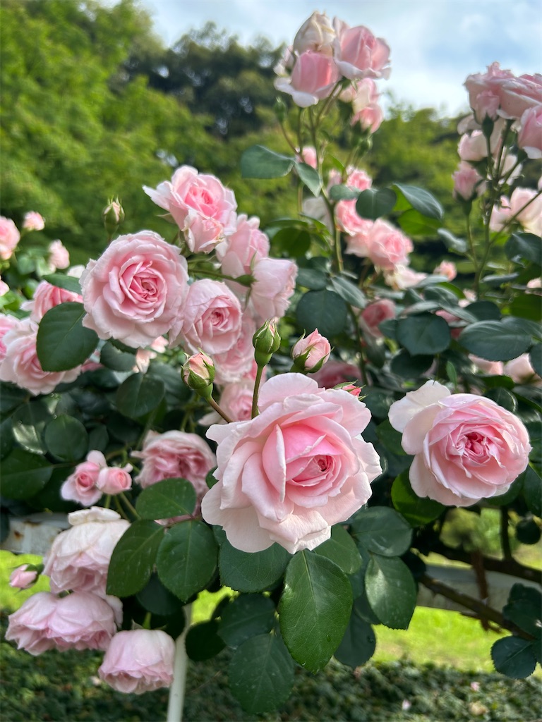 旧古河庭園のバラ - 50代ひとりも楽しむブログ