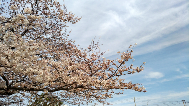 f:id:okaji:20180326221733p:plain f:id:okaji:20180326221733p:plain