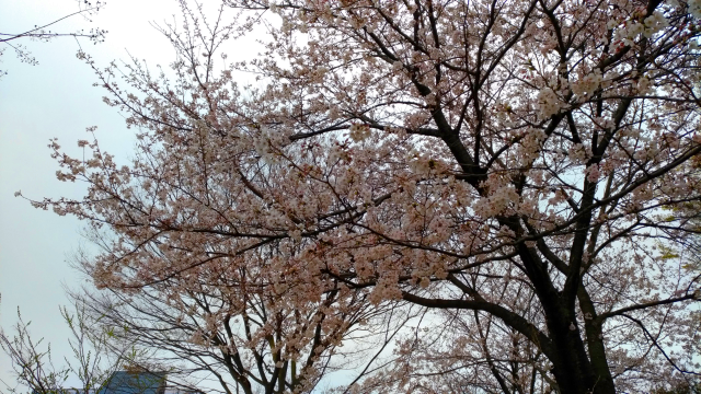 f:id:okaji:20190330223359p:plain