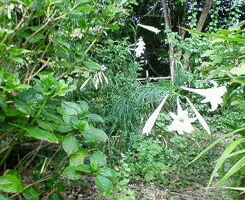 f:id:okaki:20120809093245j:image f:id:okaki:20120809093245j:image