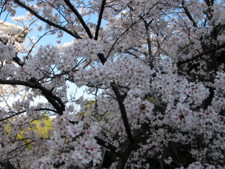 f:id:okaki:20140403070913j:image f:id:okaki:20140403070913j:image