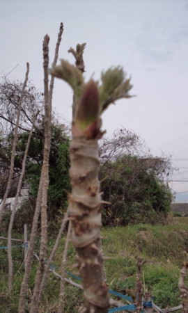 f:id:okaki:20140403150502j:image:left