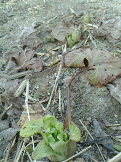 f:id:okaki:20150211201051j:image:w360:left f:id:okaki:20150211201051j:image:w360:left