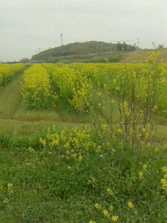 f:id:okaki:20150406210401j:image:w360:right f:id:okaki:20150406210401j:image:w360:right