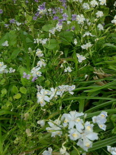 f:id:okaki:20150423085627j:image:w360:left