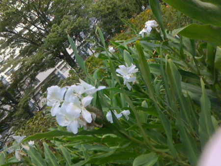 f:id:okaki:20160903070500j:image