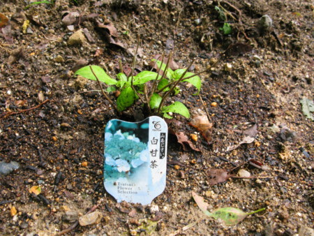 紫陽花
