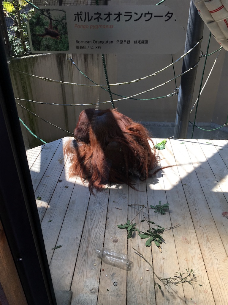 f:id:okalinax:20191003165018j:image f:id:okalinax:20191003165018j:image