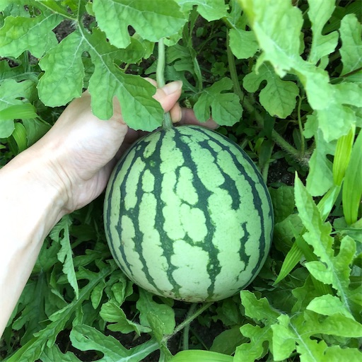 f:id:okamesoyoko:20200722232249j:image f:id:okamesoyoko:20200722232249j:image