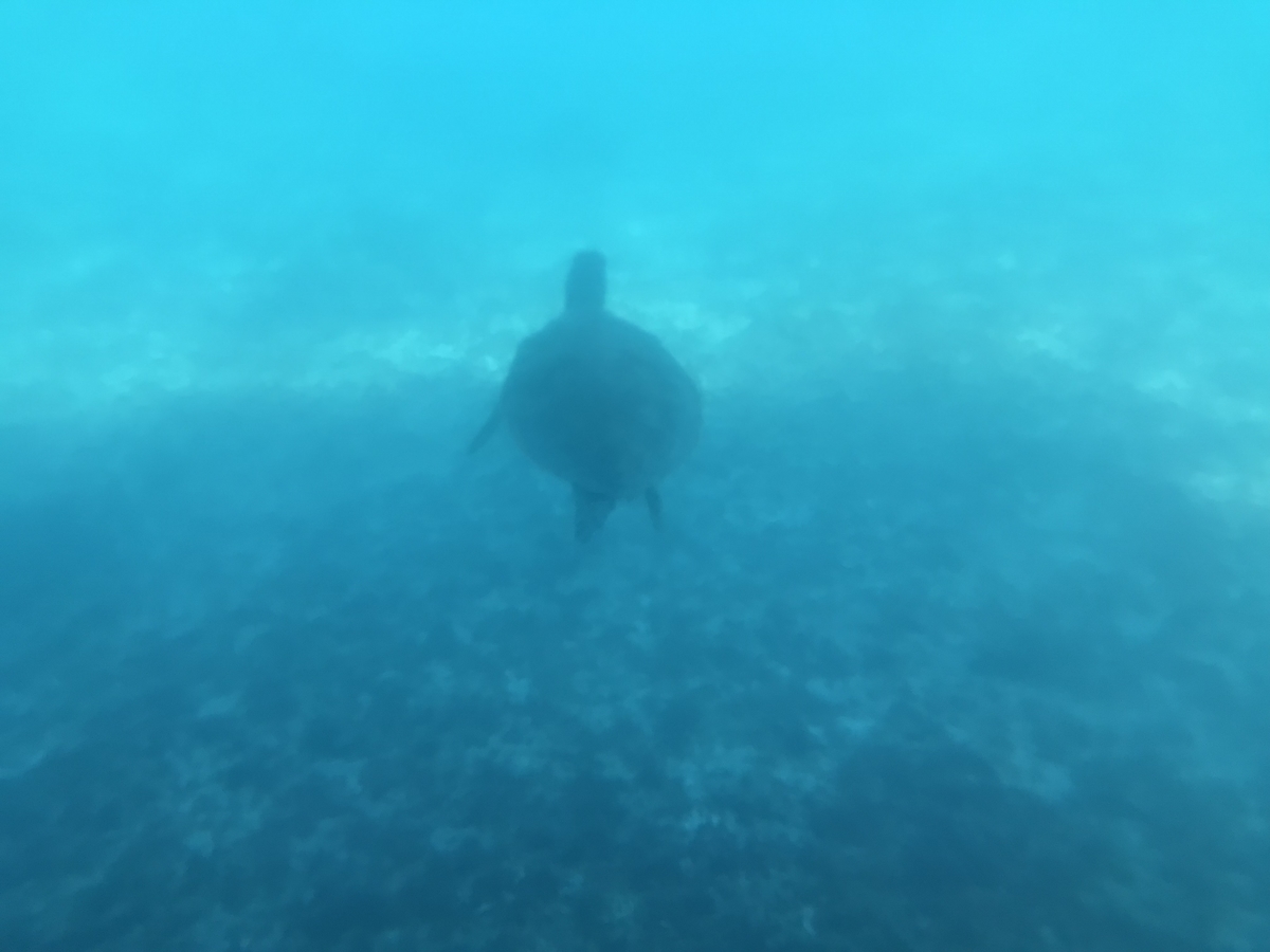 f:id:okamilernoboyaki:20190728010533j:plain