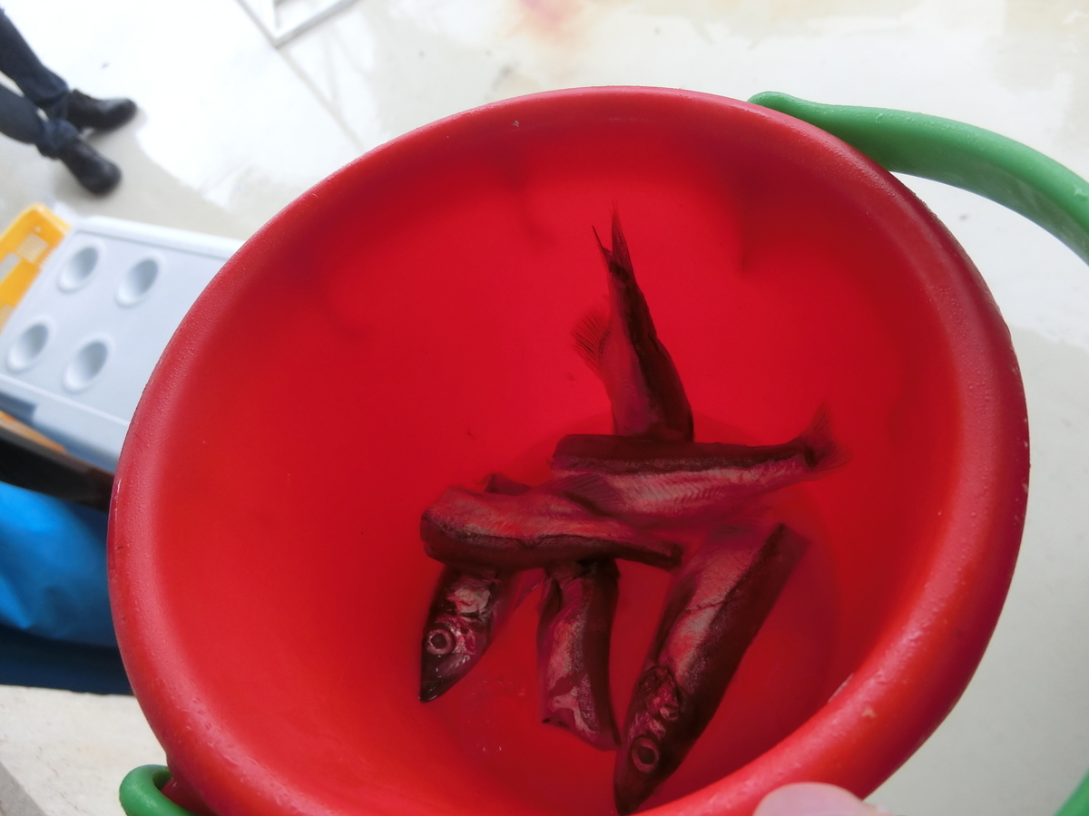 f:id:okamilernoboyaki:20191110184339j:plain