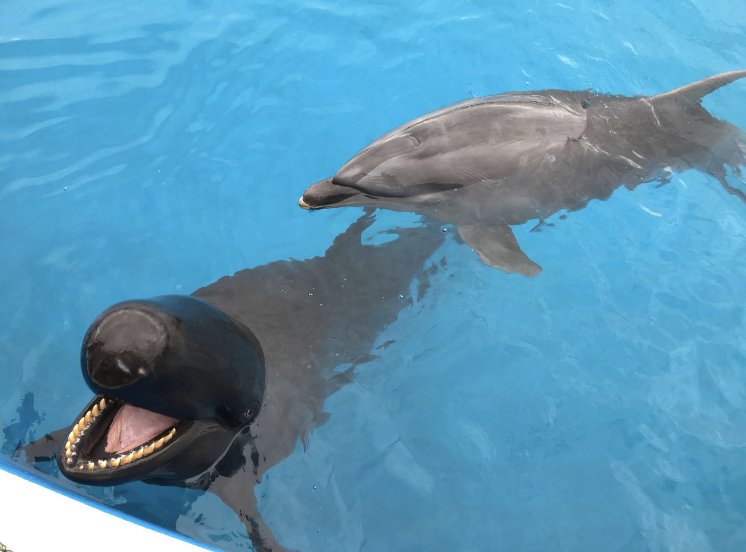 f:id:okamilernoboyaki:20191110191120p:plain