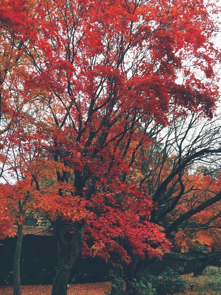 f:id:okamuuu:20181209124021j:plain