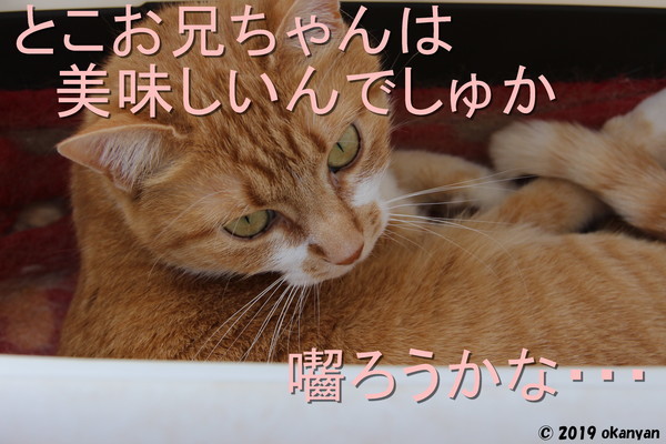 f:id:okanyanto:20190521182252j:plain