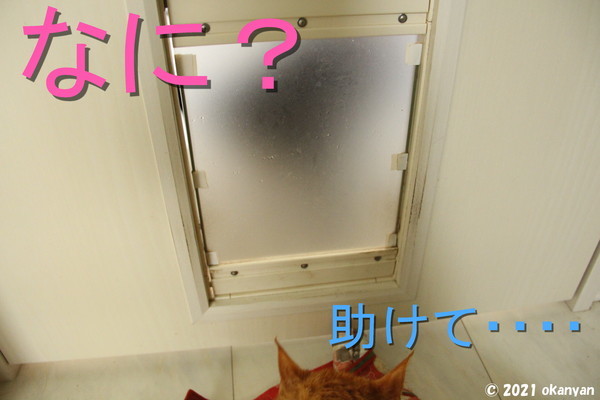 f:id:okanyanto:20210505205107j:plain