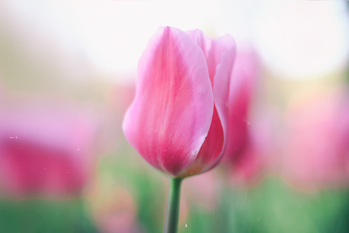 f:id:okao2133:20190313220703j:plain f:id:okao2133:20190313220703j:plain