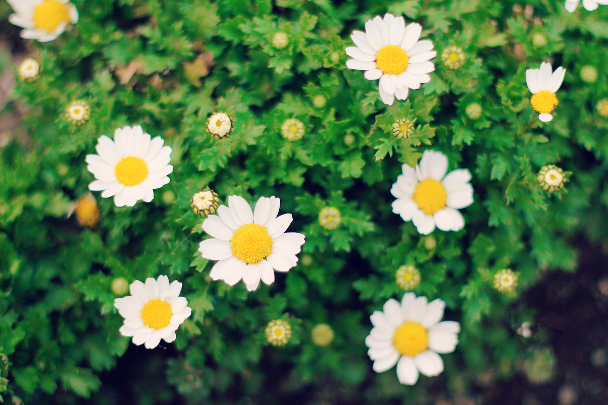 f:id:okao2133:20190321001329j:plain f:id:okao2133:20190321001329j:plain
