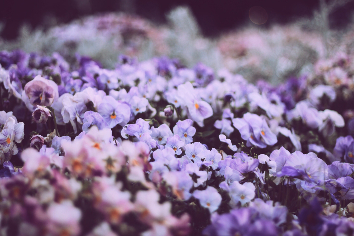 f:id:okao2133:20190327222229j:plain f:id:okao2133:20190327222229j:plain
