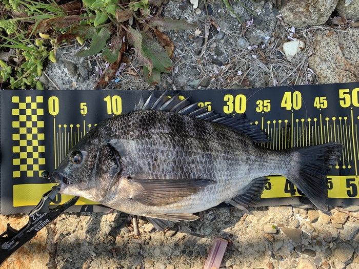 f:id:okapparism:20210410195740j:plain