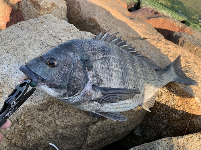 f:id:okapparism:20210410200327j:plain