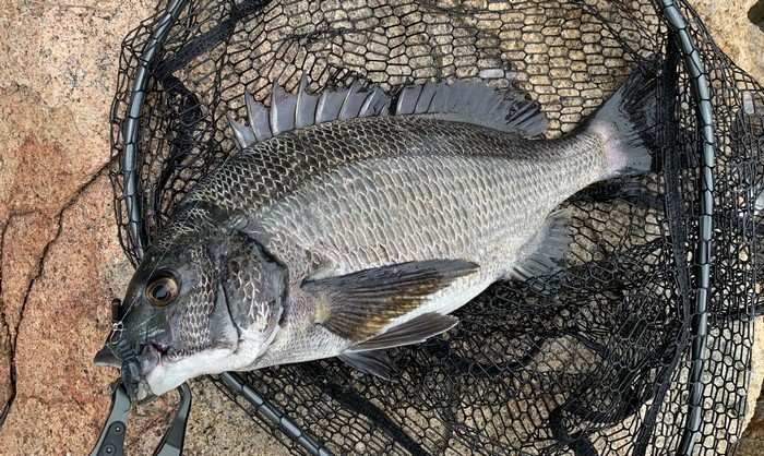 f:id:okapparism:20210710195632j:plain