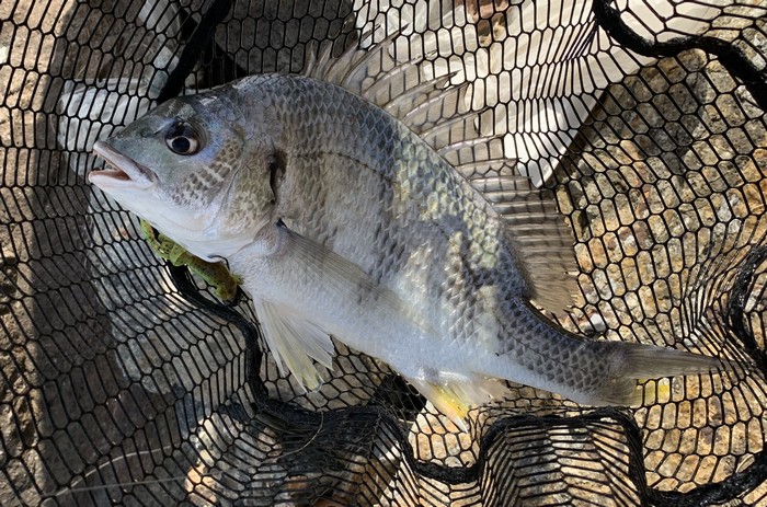 f:id:okapparism:20220116100206j:plain