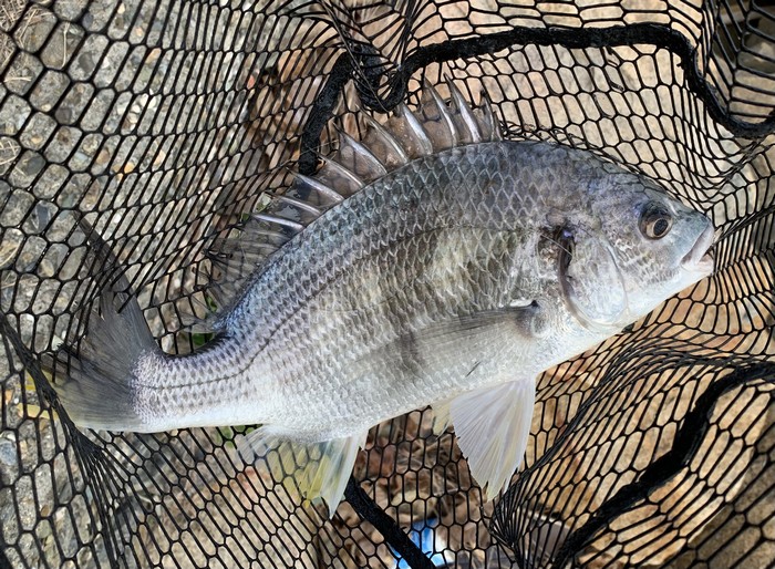 f:id:okapparism:20220116101008j:plain