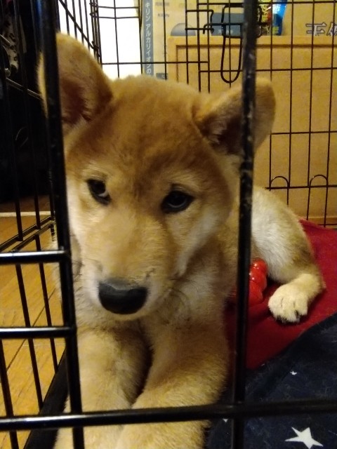 f:id:okawaritakkun:20210330225125j:image f:id:okawaritakkun:20210330225125j:image