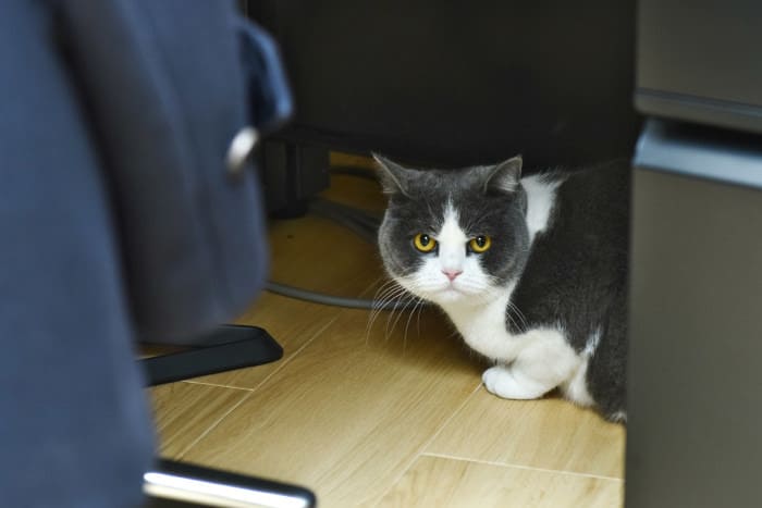 振り返ればネコがいる!? 爽やかオフィスの真ん中で活躍するモフモフ
