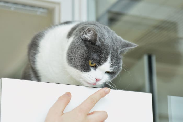 振り返ればネコがいる!? 爽やかオフィスの真ん中で活躍するモフモフ 