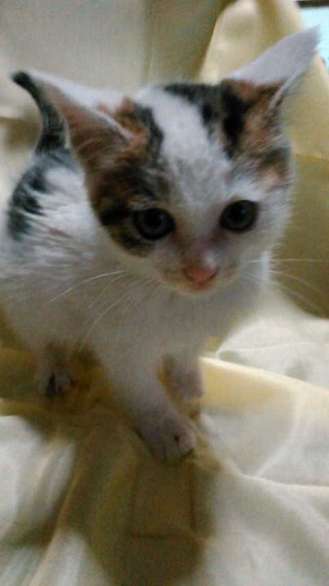 沼津 迷い猫 保護しました 老師すズきの徒然書き