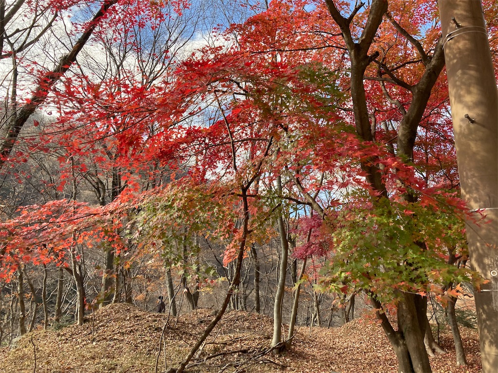 f:id:okd1029:20201125132145j:image