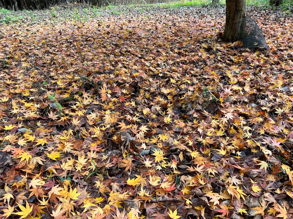 f:id:okeired:20231205203319j:image