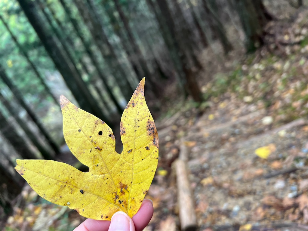 f:id:okeired:20231205203327j:image