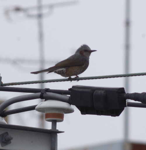 f:id:okenosokonuke:20130216180457j:image