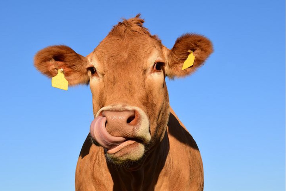 f:id:okeydon:20190831162036j:plain f:id:okeydon:20190831162036j:plain