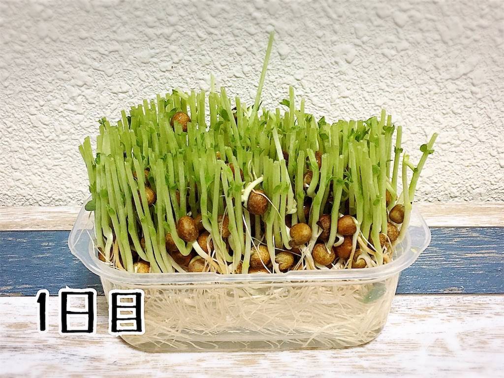 f:id:oki-gura:20190724132937j:image f:id:oki-gura:20190724132937j:image