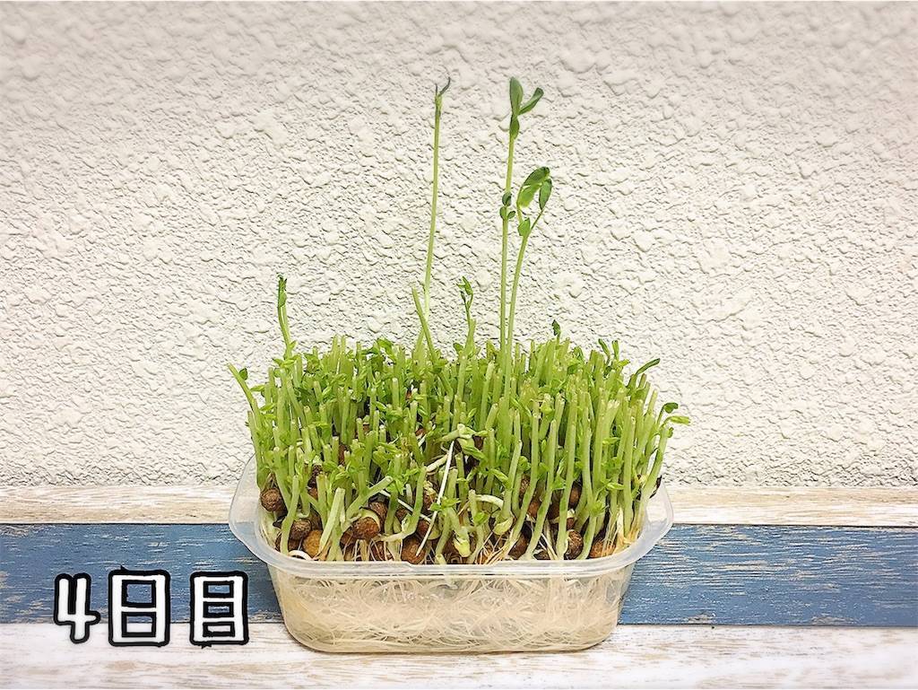 f:id:oki-gura:20190724133035j:image f:id:oki-gura:20190724133035j:image